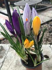 Крокусы,  примулы,  тюльпаны,  гиацинты к 14 февраля и 8 марта 